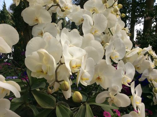Orchidėja, Gėlė, Tailandas, Balta, Žiedas, Gamta, Gėlių, Žydėti, Augalas