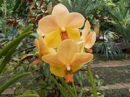 Orchidėja, Gėlės, Gamta