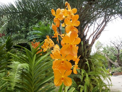 Orchidėja, Gėlės, Gamta