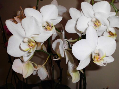 Orchidėja, Balta, Gėlės, Gėlė, Balta Gėlė