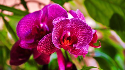 Orchidėja, Violetinė, Iš Arti