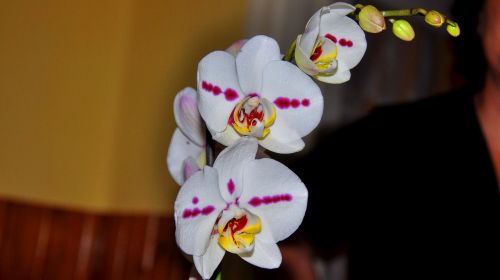 Orchidėja, Gėlė, Balta