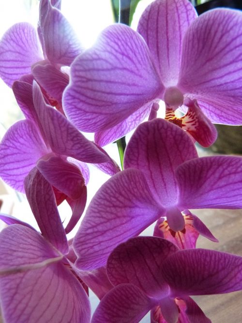 Orchidėja, Violetinė, Alyva, Violetinė, Augalas, Žydėti, Pavasaris, Flora, Gėlės, Phalaenopsis Orchidėja
