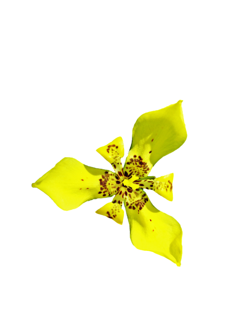Orchidėja, Gėlė, Geltona