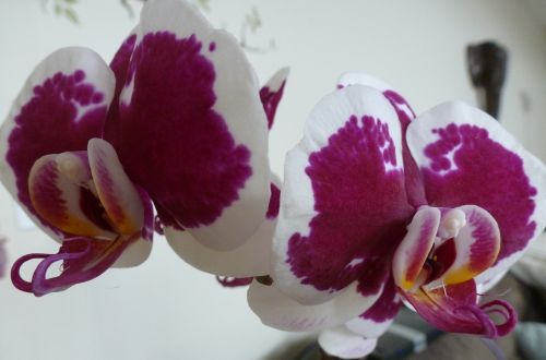 Orchidėja, Melo Orchidėja, Phalaenopsis, Gėlė, Žydėti, Žiedas