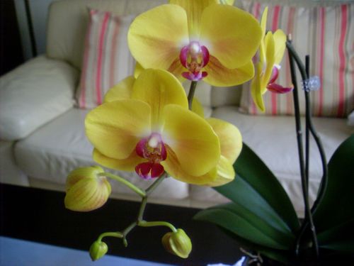 Orchidėja,  Gėlė,  Žiedas,  Žydėti,  Augalas,  Geltona