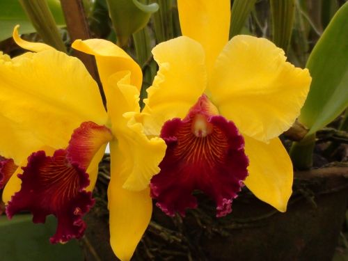 Orchidėja,  Geltona,  Gėlė