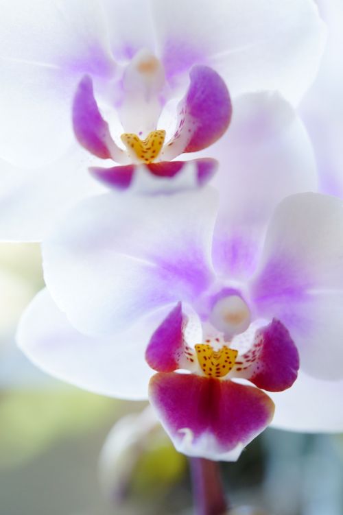 Orchidėja,  Orchidėjų Gėlė,  Gėlės,  Žydėti,  Gėlė,  Dekoratyvinis Augalas,  Balta,  Švelnus,  Grazus