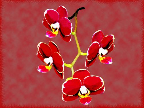 Orchidėja,  Derliaus Gėlės,  Gėlė