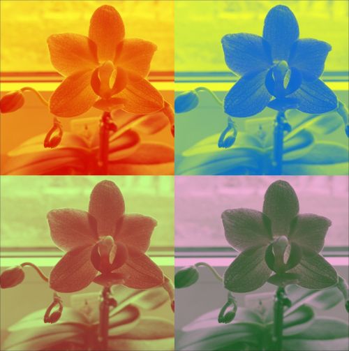 Orchidėja,  Spalvinga,  Gėlė,  Žydėti,  Gražus,  Šviesus,  Gamta