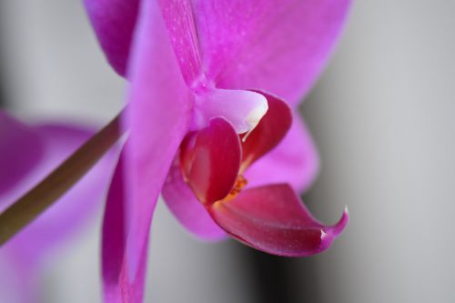 Orchidėja,  Gėlė,  Gamta