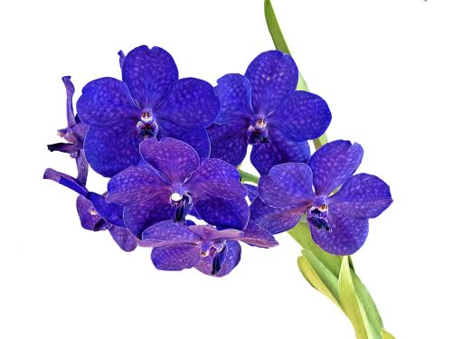 Orchidėja, Puokštė, Gėlė, Mėlynas