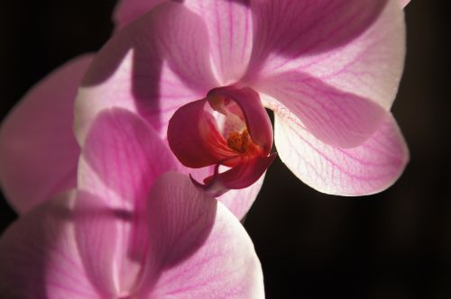 Orchidėja, Gėlė, Violetinė