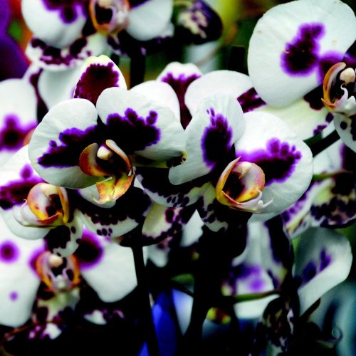 Orchidėja, Violetinė, Balta, Gėlė, Žiedas, Žydėti, Flora, Gėlės, Žydėti