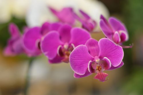 Orchidėja,  Gėlė,  Gamta,  Egzotinis Augalas,  Gėlės,  Sodas