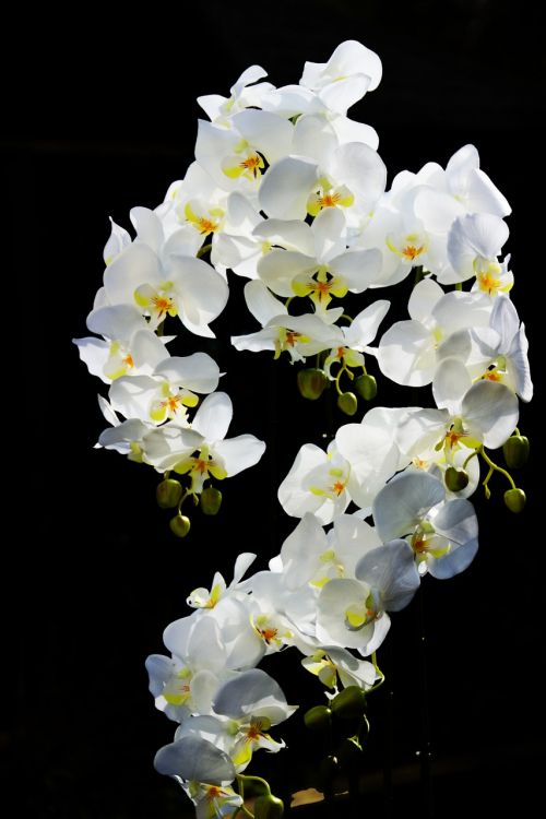 Orchidėja,  Gėlė,  Orchidėjos