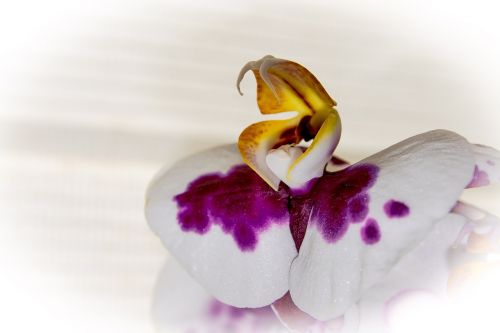 Orchidėja,  Gėlė,  Širdis