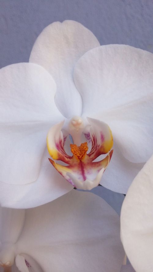 Orchidėja, Iš Arti, Balta, Žiedas, Augalas, Gamta, Gėlė
