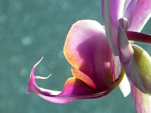 Orchidėja, Drugelis Orchidėja, Phalaenopsis, Rožinis, Gėlė, Atogrąžų