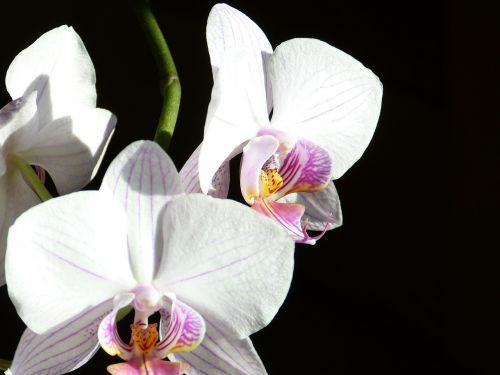 Orchidėja, Drugelis Orchidėja, Phalaenopsis, Rožinis, Gėlė, Atogrąžų