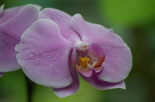 Orchidėja, Violetinė, Makro, Jardin Des Plantes