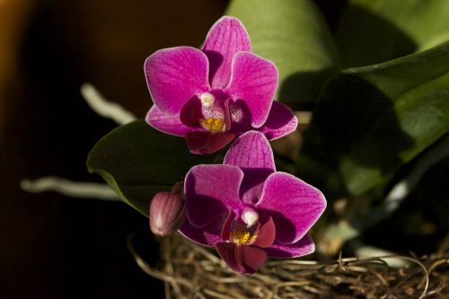 Orchidėja,  Gėlė,  Žiedas,  Žydėti,  Violetinė,  Grožis,  Spalva,  Flora