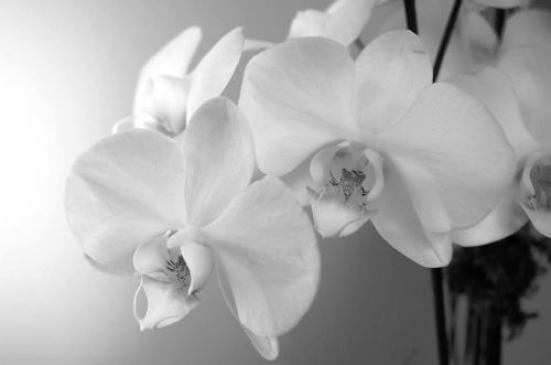 Orchidėja,  Gėlės,  Gamta,  Žydėti,  Botanikos,  Natūralus