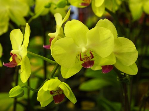 Orchidėja, Drugelis Falklando Salose, Žalia Gėlės, Raudonos Lūpos