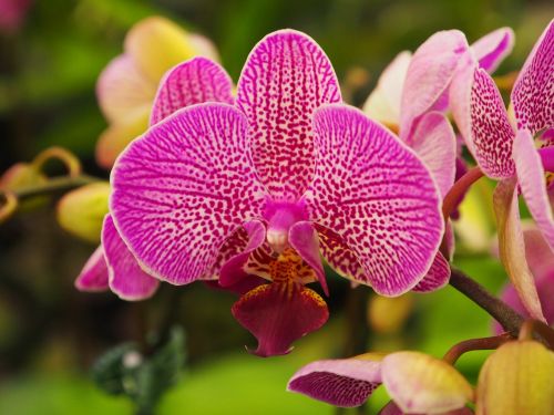 Orchidėja, Drugelis Falklando Salose, Pastelė, Violetinė, Neto Wen