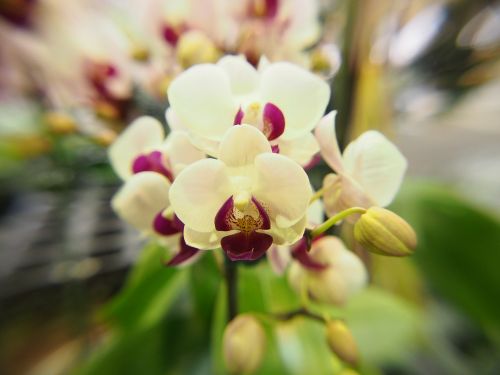 Orchidėja,  Drugelis Falklando Salose,  Balta Gėlė,  Raudonos Lūpos,  Taipei Gėlių Rinka