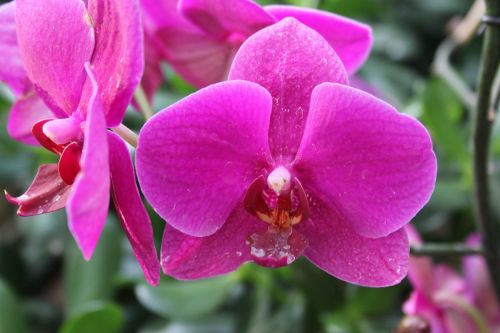 Orchidėja,  Gėlė,  Gamta,  Rosa