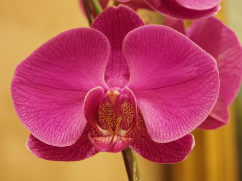 Orchidėja, Didelė Gėlė, Drugelis Falklando Salose, Gėlės, Violetinė