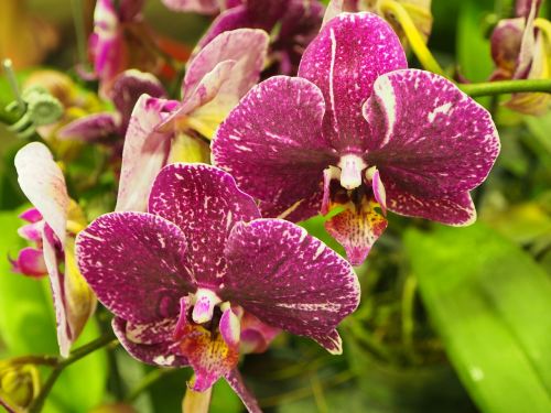 Orchidėja,  Drugelis Falklando Salose,  Violetinė,  Vieta
