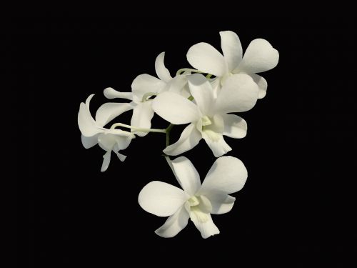 Orchidėja, Balta Gėlė, Flora