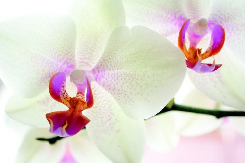 Orchidėja, Gėlė, Gamta, Baltas Žiedas