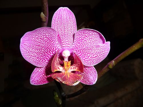 Orchidėja,  Phalaenopsis,  Gėlė,  Violetinė,  Dėmės,  Gyvas