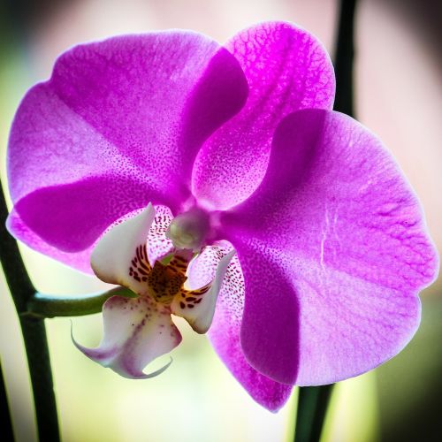 Orchidėja, Makro, Violetinė
