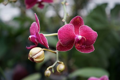 Orchidėja, Violetinė, Gėlė, Augalas, Žiedas, Žydėti