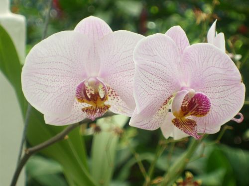 Orchidėja, Gėlė, Gamta, Augalas, Rožinė Orchidėja, Orchidėjų Gėlė