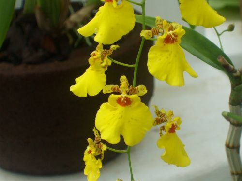 Orchidėja, Gėlė, Gamta, Geltona Orchidėja, Geltona Gėlė