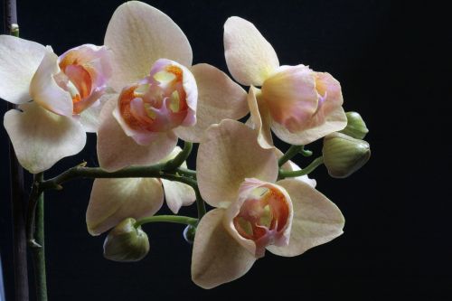Orchidėja, Phaleonopsis, Gėlės, Kambarinis Augalas, Uždaryti, Augalas