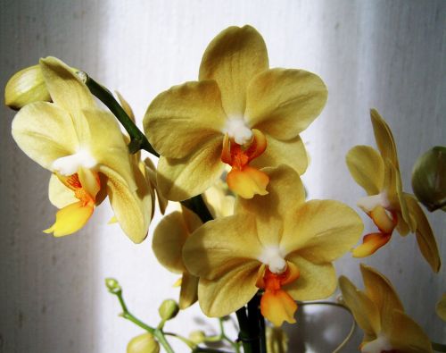 Orchidėja, Šviesiai Geltona Gėlė, Kambario Augalas