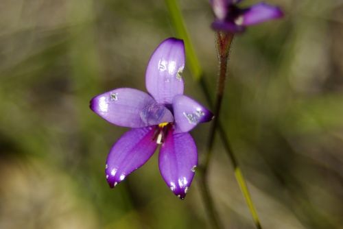 Orchidėja, Violetinė, Australia, Gėlė, Gamta, Makro, Pavasaris, Purpurinė Gėlė