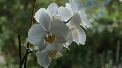 Orchidėja, Gėlė, Žiedas, Žydėti, Laukinė Orchidėja, Augalas, Balta
