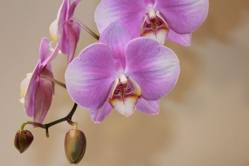 Orchidėja, Gėlė, Gėlės