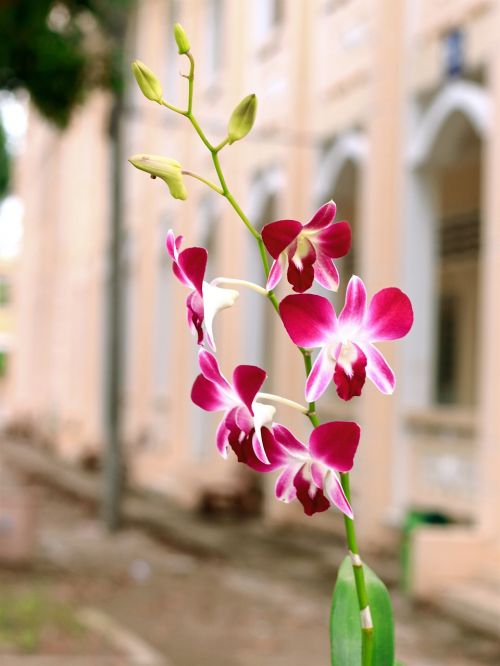 Juodoji Orchidėjų Klėtis, Orchidėjos, Gėlės Žydi