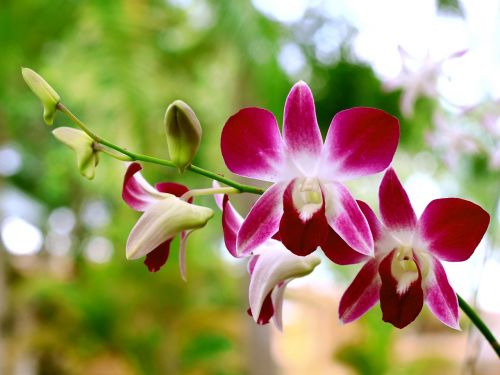 Juodoji Orchidėjų Klėtis, Orchidėjos, Gėlės Žydi