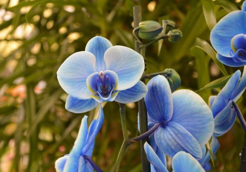 Orchidinis Mėlynas, Gėlė, Augalas, Žydėjimas, Pasiūlymas, Dovanos
