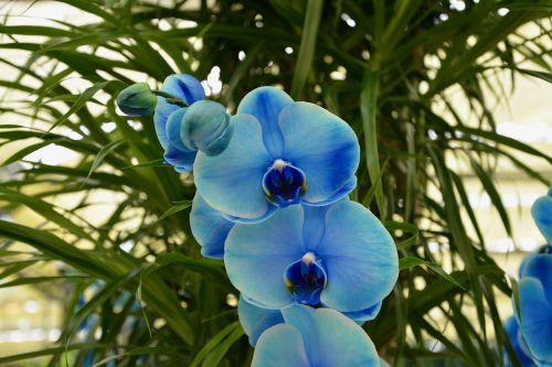 Orchidinis Mėlynas, Gėlės, Augalai Siūlo, Augalai, Žydėjimas, Orchidėja