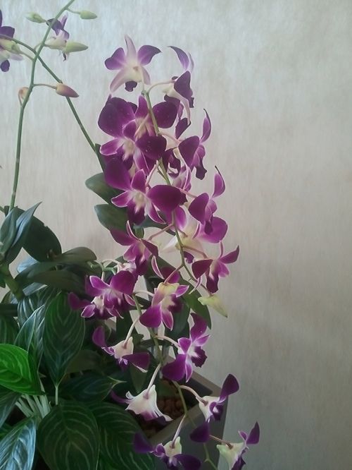 Orchidėja,  Gėlė,  Orchidėjų Gėlė